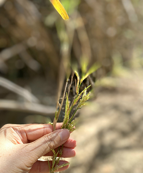 Hạt tre là thức ăn ưa thích của các loài gặm nhấm, gà rừng, chim…