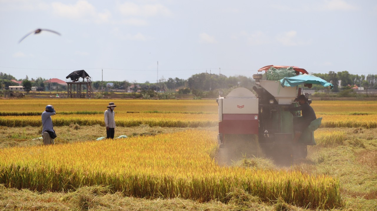 Dự kiến nhập toàn bộ diện tích tự nhiên, quy mô dân số của xã An Nhứt vào xã An Ngãi, xã Tam Phước, thành lập xã Tam An. Trong ảnh: Cánh đồng lúa xã An Nhứt, huyện Long ĐIền.