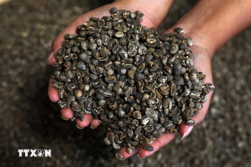 Cà phê arabica tại Medan, Bắc Sumatra, Indonesia.