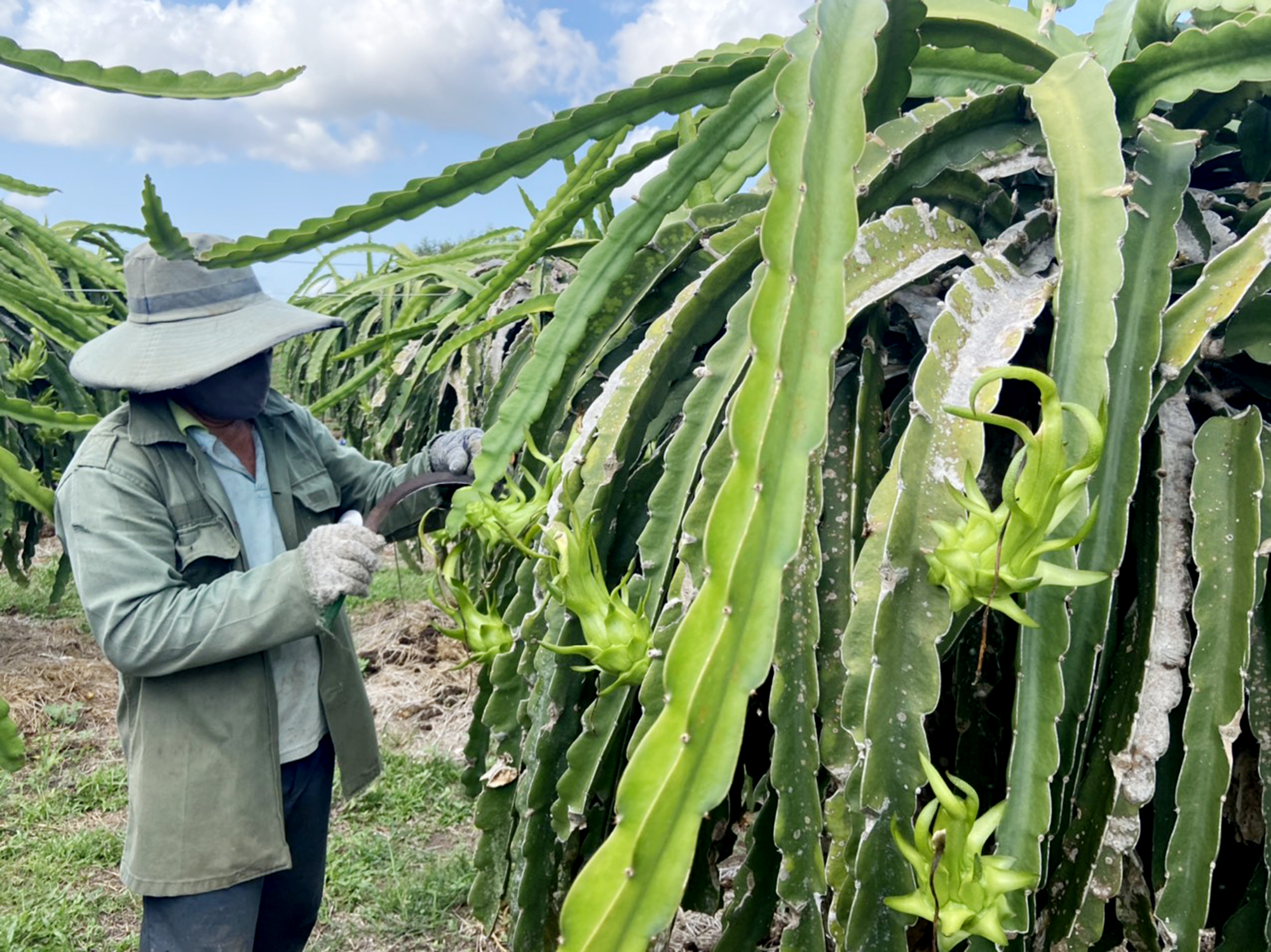 Nông dân huyện Xuyên Mộc chăm sóc thanh long nghịch vụ.