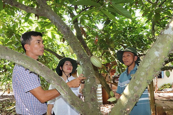 Ông Lê Văn Quang (bên trái), Giám đốc HTX Thương mại - Dịch vụ - Nông nghiệp Bà Rịa-Vũng Tàu giám sát chặt chẽ khâu chăm sóc ca cao theo quy chuẩn organic.