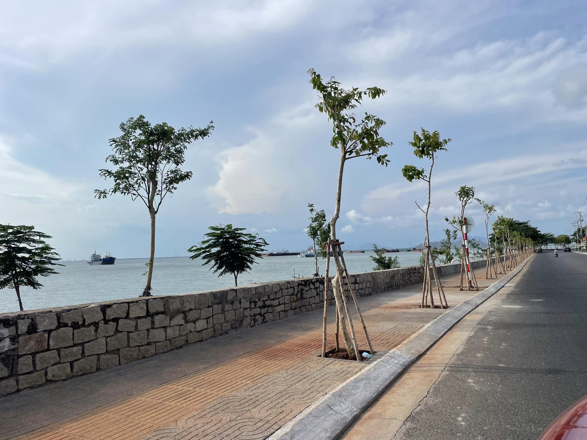Cây xanh được trồng mới trên đường Trần Phú.