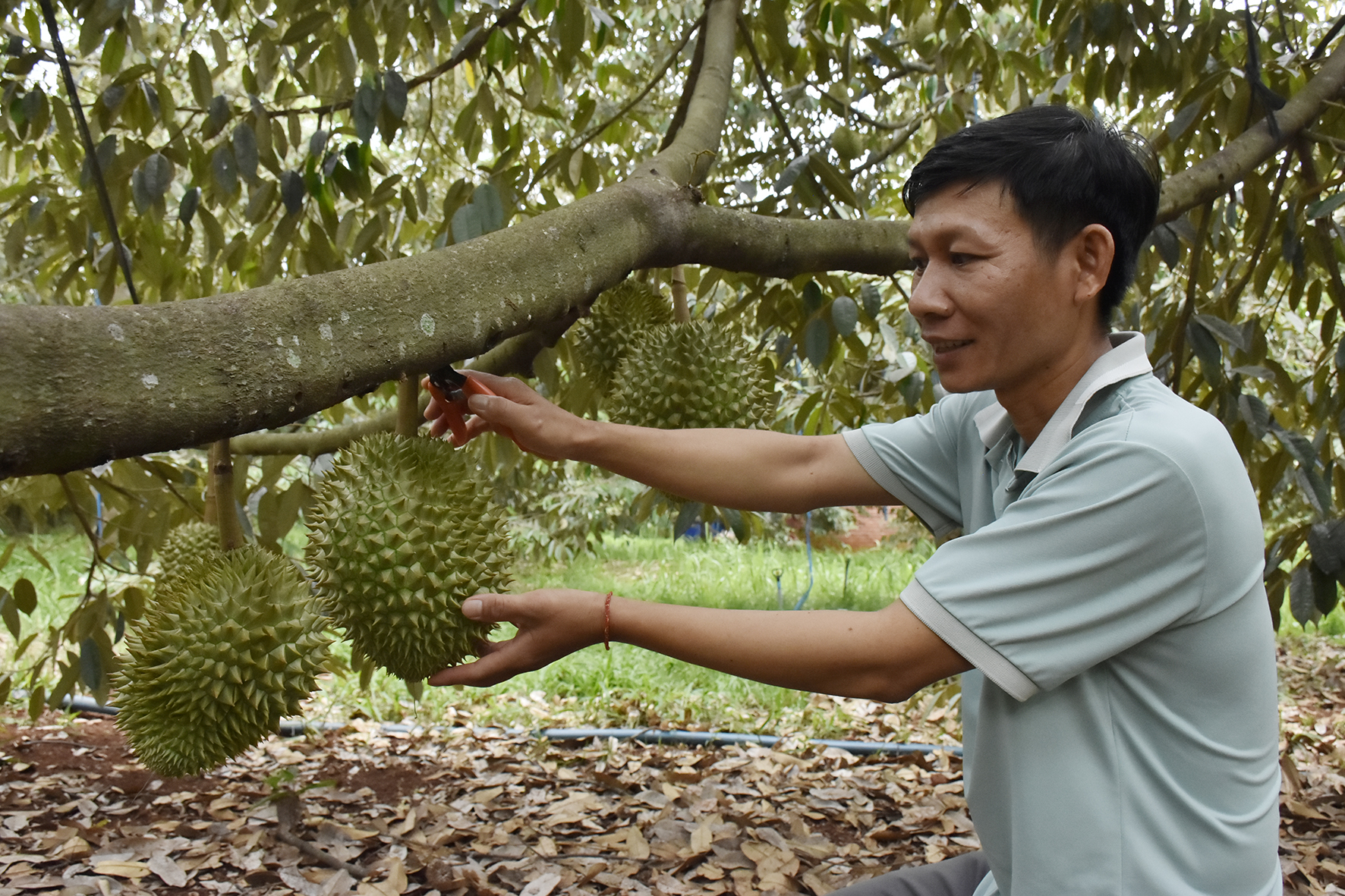 Anh Phạm Tùng thu hoạch sầu riêng trồng theo phương pháp hữu cơ.