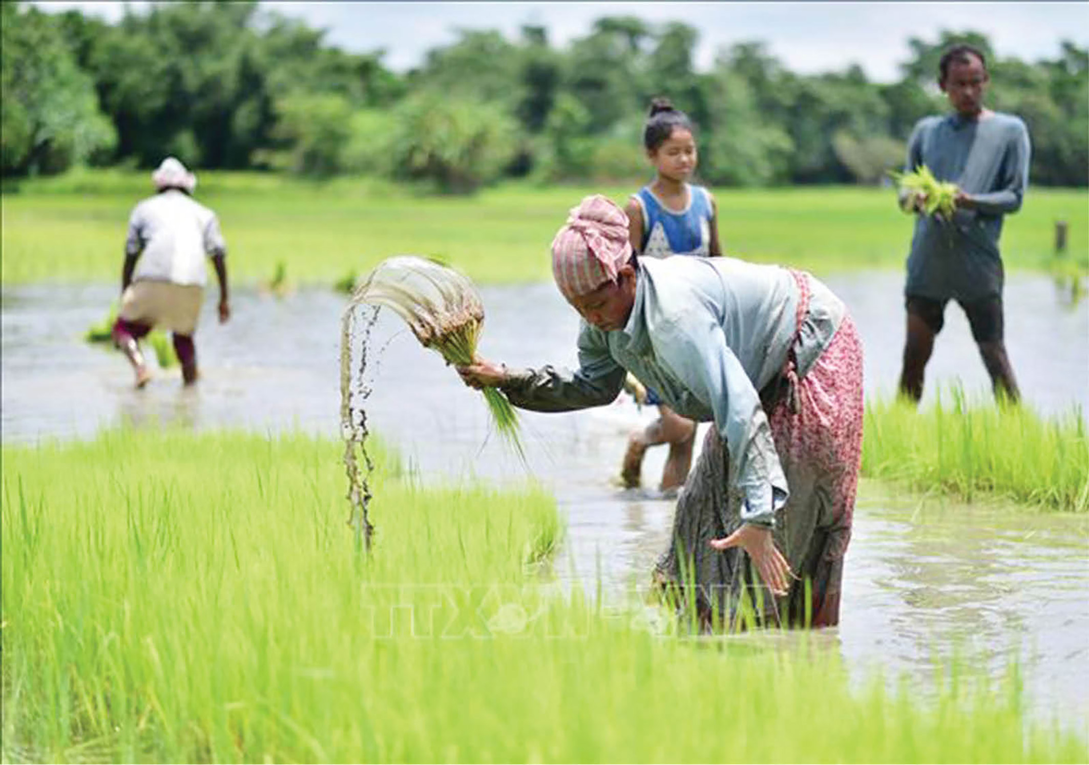 Nông dân cấy lúa trên cánh đồng tại Nagaon, bang Assam, Ấn Độ.