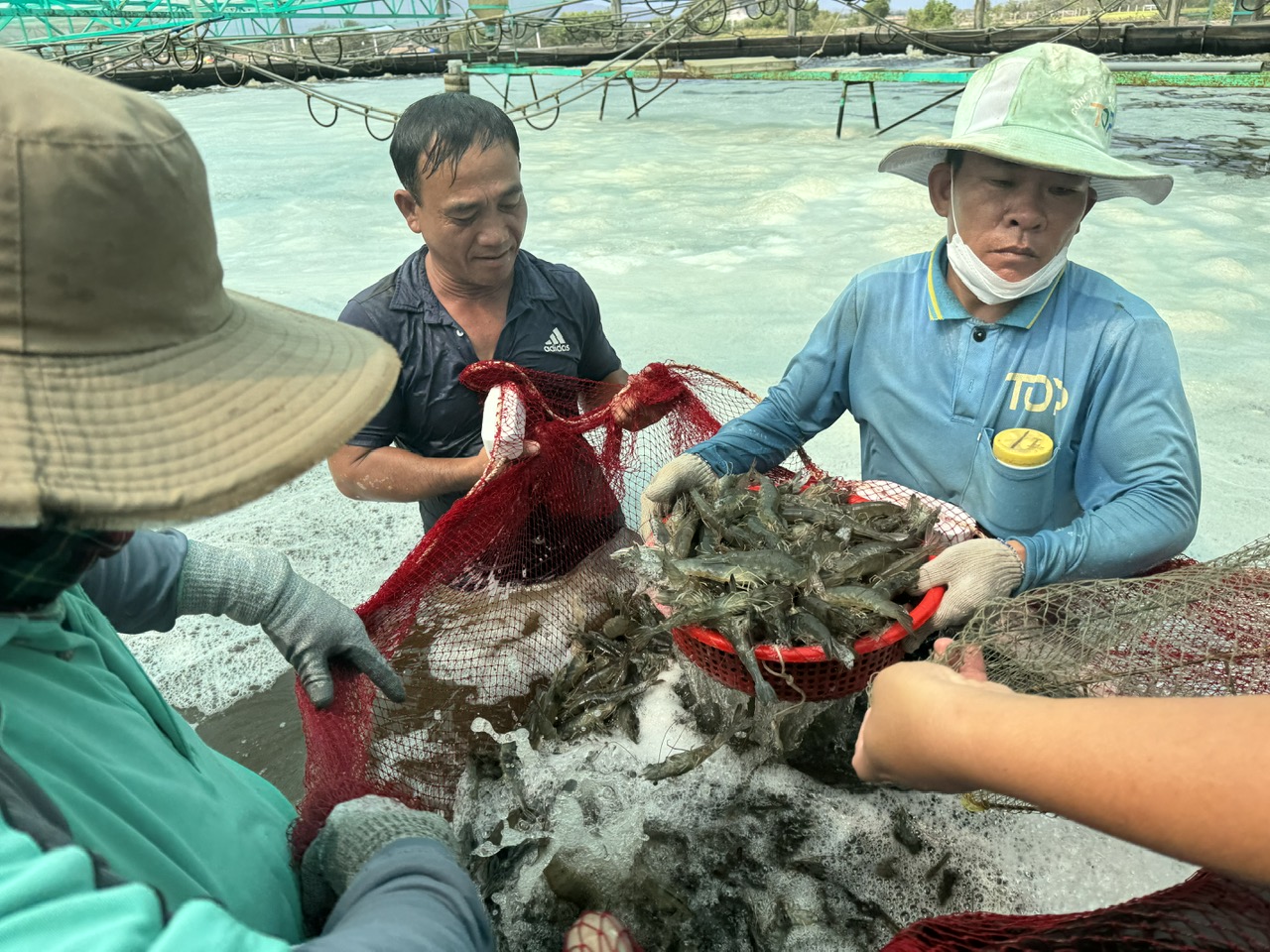 Thu hoạch tôm ở HTX Quyết Thắng (TP.Bà Rịa).