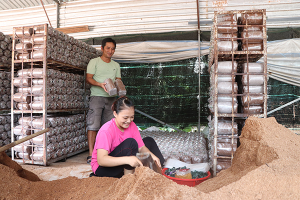 Ông Hoàng Đệ Tam (ấp Liên Lộc, xã Xà Bang) đang canh tác 2.500m2 nấm mèo và nấm bào ngư, số tiền vay đợt này ông sẽ đầu tư mua thêm mùn cưa sản xuất phôi nấm.