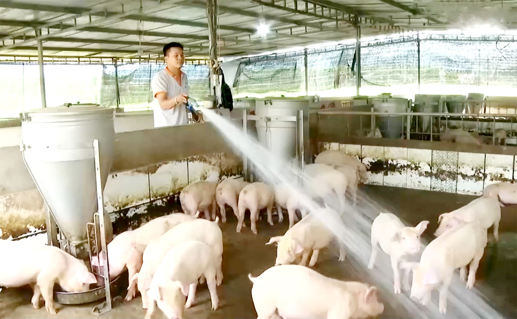 Chăm sóc heo tại trang trại HTX Hòa Hiệp.