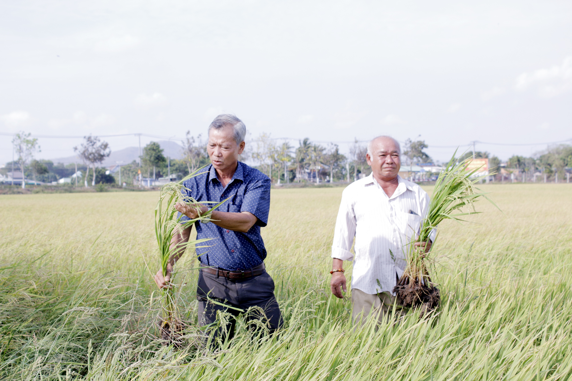 Sản xuất lúa tại huyện Long Điền.