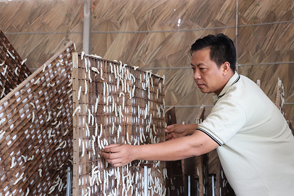 Ông Võ Phú Thạnh có thu nhập khá từ trồng dâu, nuôi tằm và hiện đang tiếp tục nhân rộng diện tích vườn dâu.