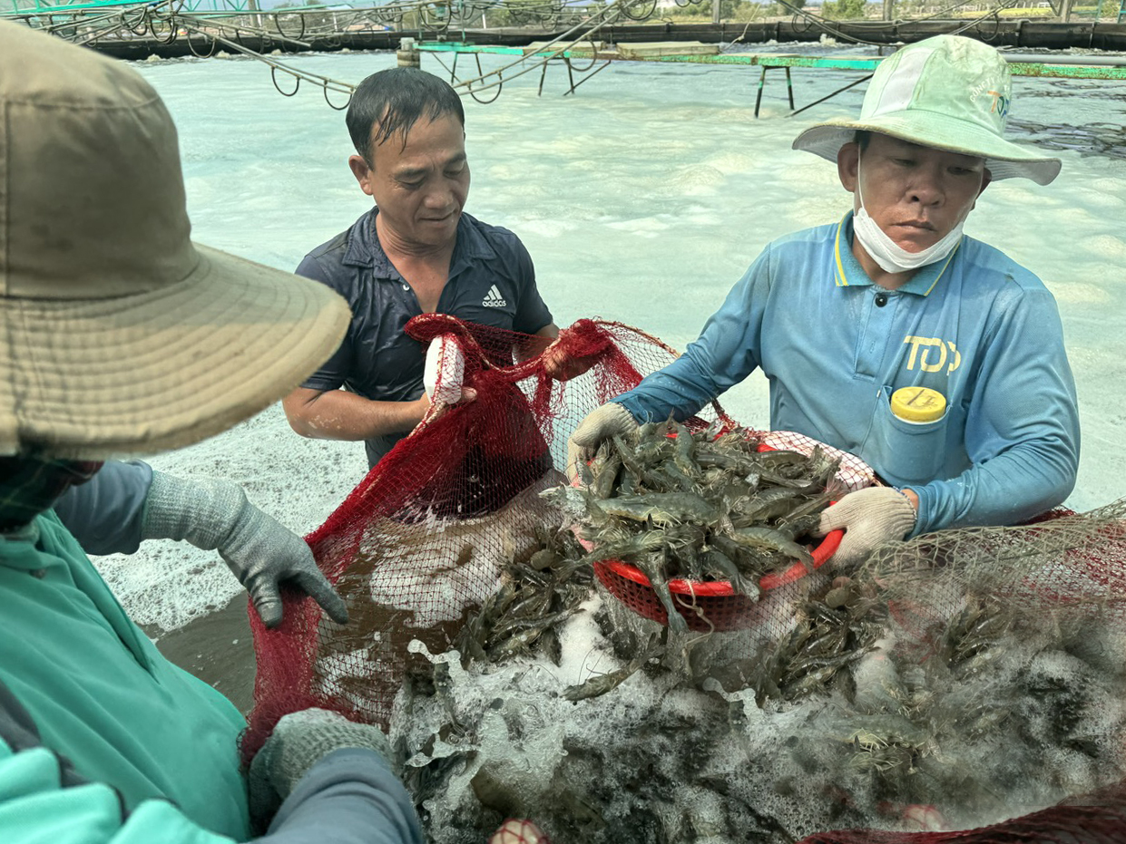 Thu hoạch tôm ở HTX nông nghiệp Quyết Thắng (TP.Bà Rịa).