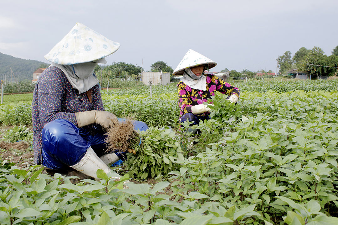 Bà Nguyễn Thị Thúy, xã Tân Hải, TX. Phú Mỹ thu hoạch rau húng quế.