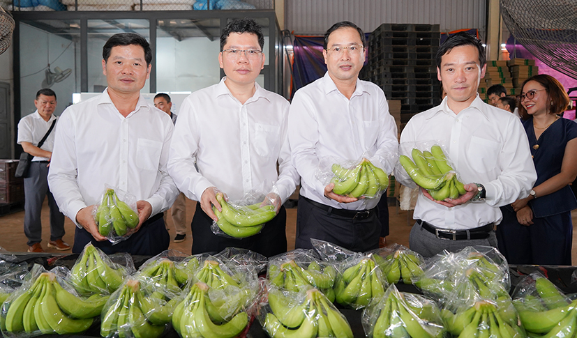 Lãnh đạo huyện Châu Đức cùng đoàn công tác Nhật Bản thăm quan dây chuyền sản xuất, chế biến chuối của Công ty TNHH Một Thành Viên Kizuna (xã Láng Lớn).
