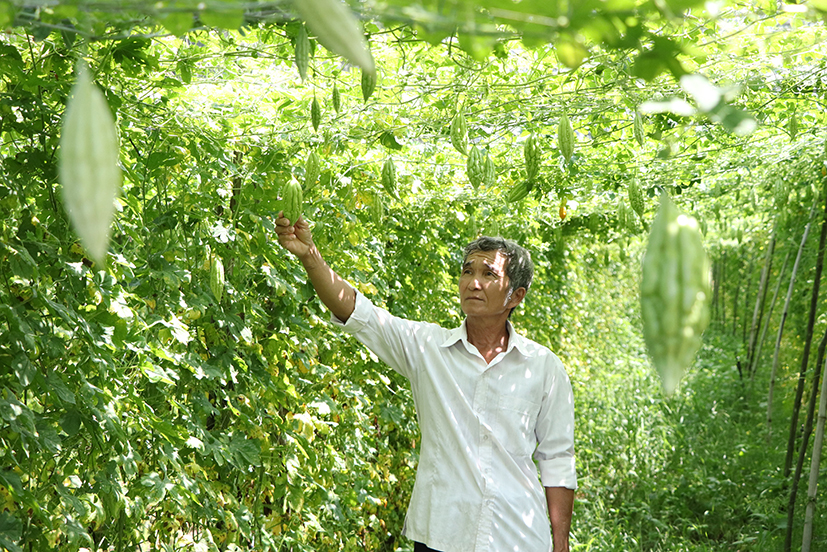 Ông Nguyễn Văn Hùng bên giàn khổ qua đang cho thu hoạch khá.