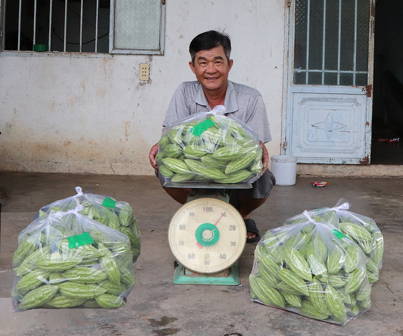 Ông Ngô Văn Lập (ngồi) cho biết, hầu như ngày nào khổ qua, bầu bí cũng cho thu hoạch.