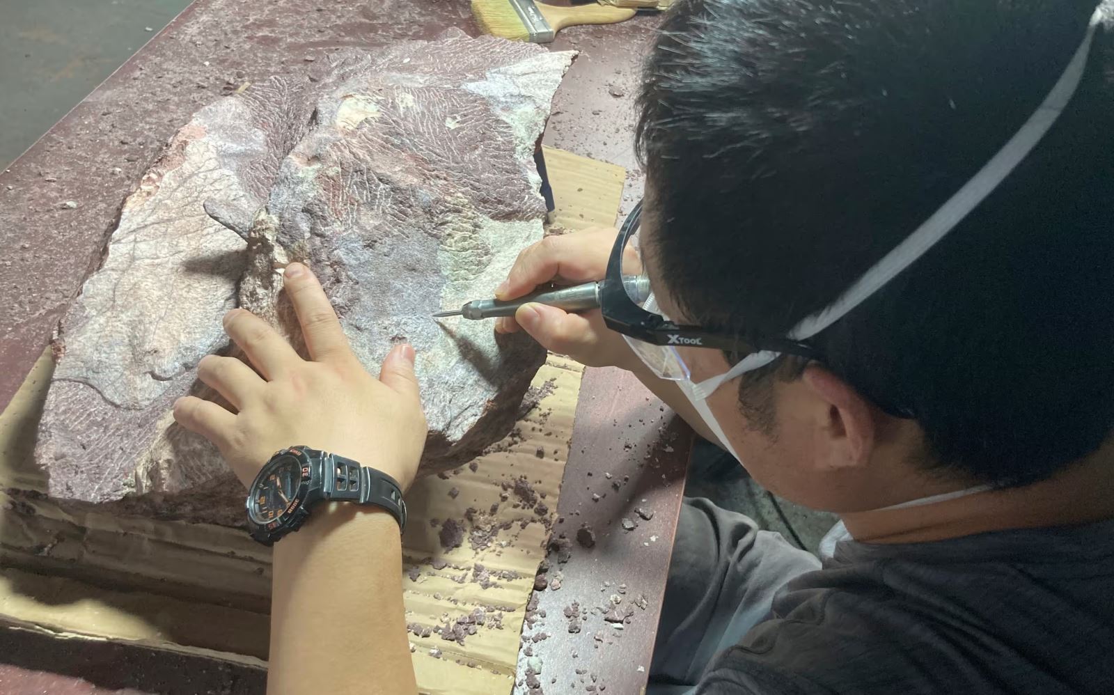 Hóa thạch khủng long được phát hiện tại Hong Kong (Trung Quốc).