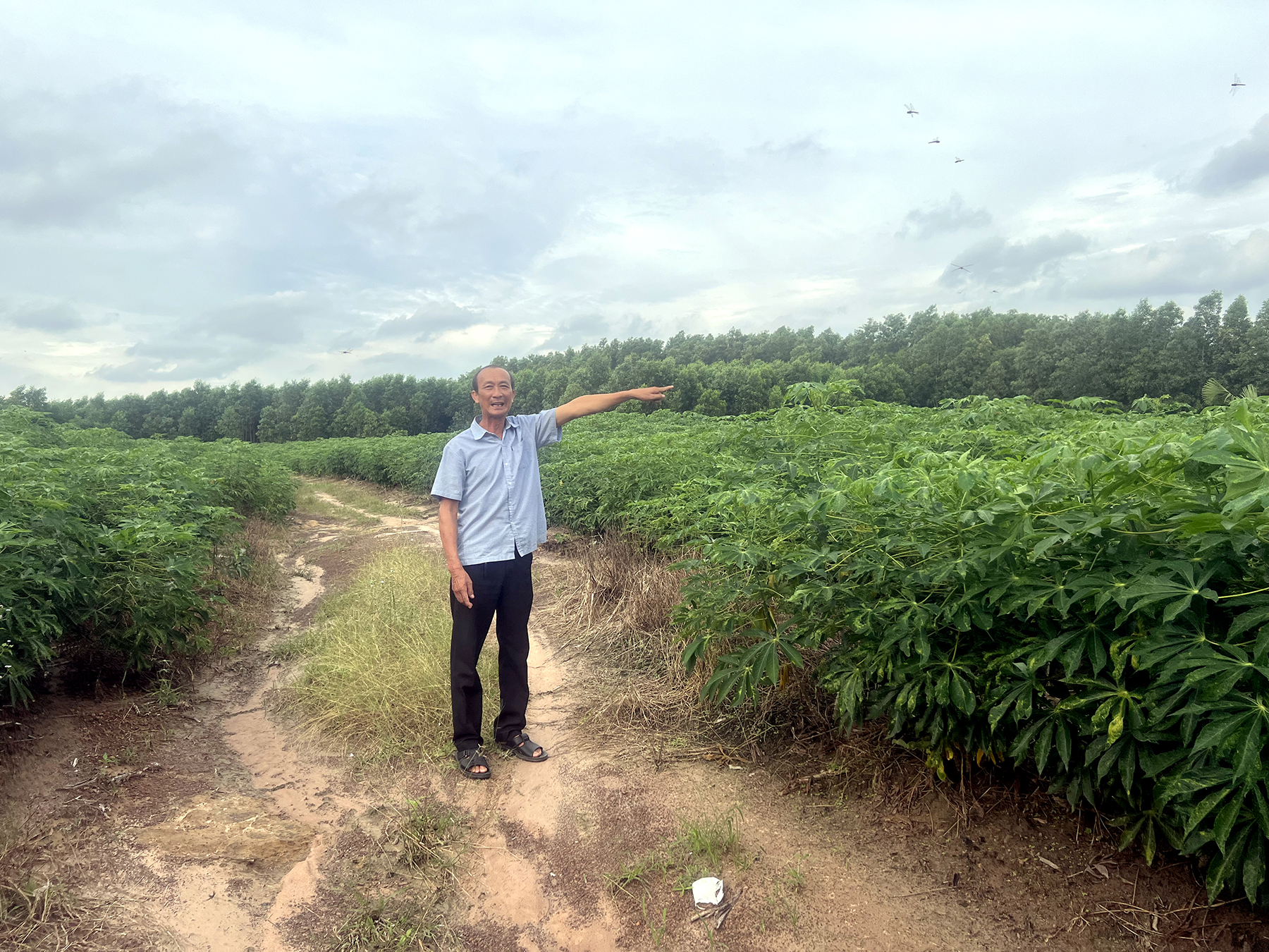 Diện tích đất 2ha mà bà Hồng (xã Bông Trang) cho rằng gia đình bà khai phá hiện đang tranh chấp  với ông Hoàng Anh Phan.