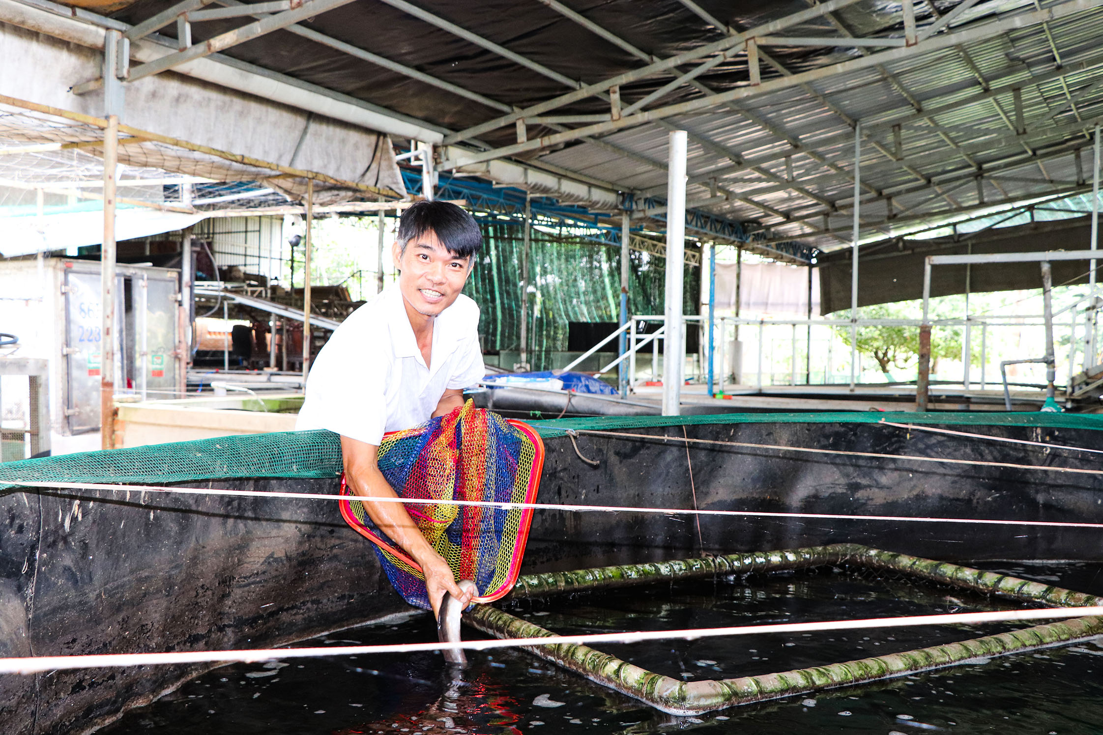 Anh Đoàn Xuân Khiêm cho biết, với con giống 100g, nuôi từ 8 - 10 tháng, cá chình đạt trọng lượng hơn 1kg/con là có thể xuất bán.