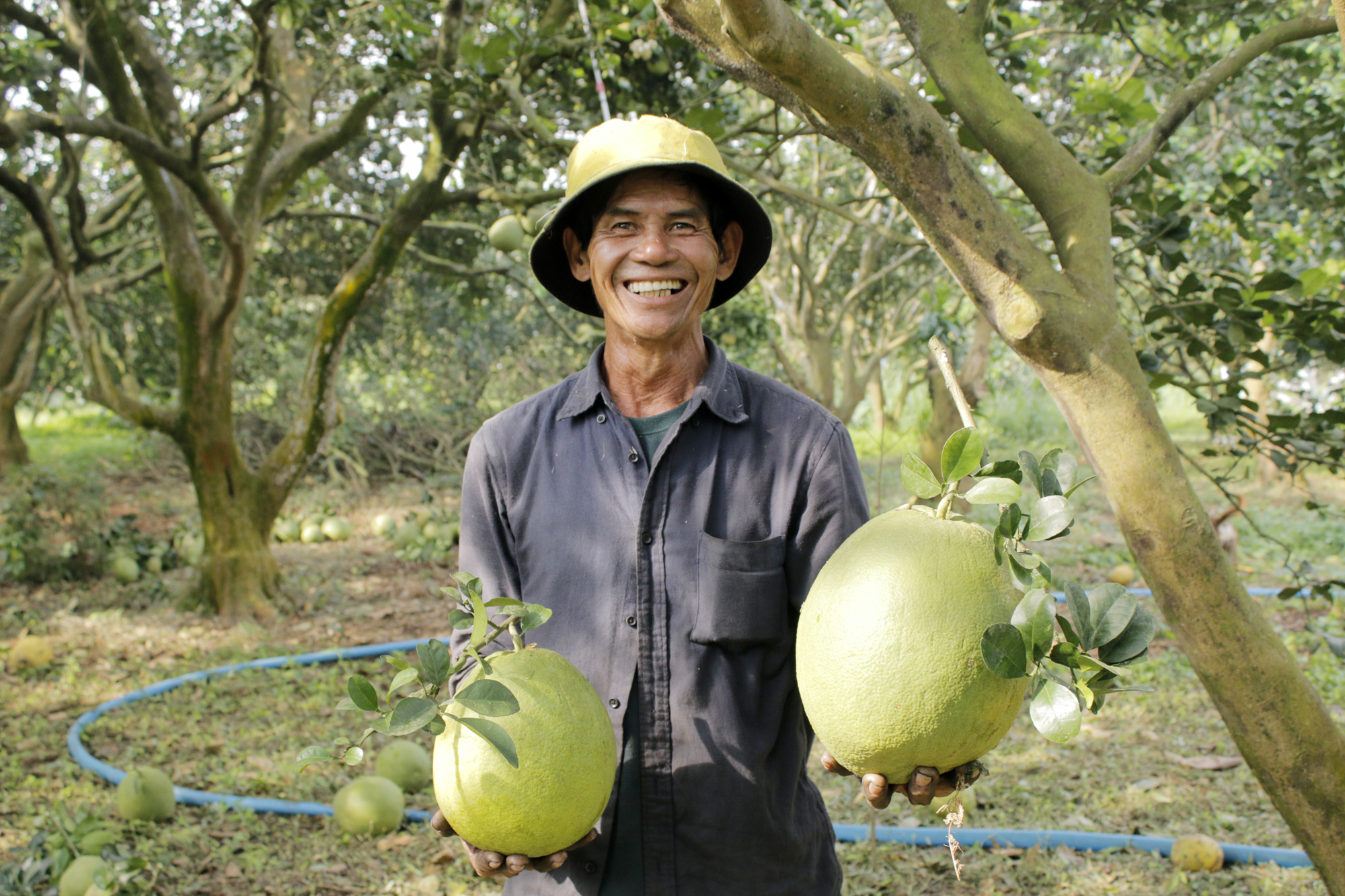 Niềm vui của ông Cao Đức Phú, ấp Phước Bình, xã Sông Xoài, TX. Phú Mỹ khi được mùa bưởi Tết.