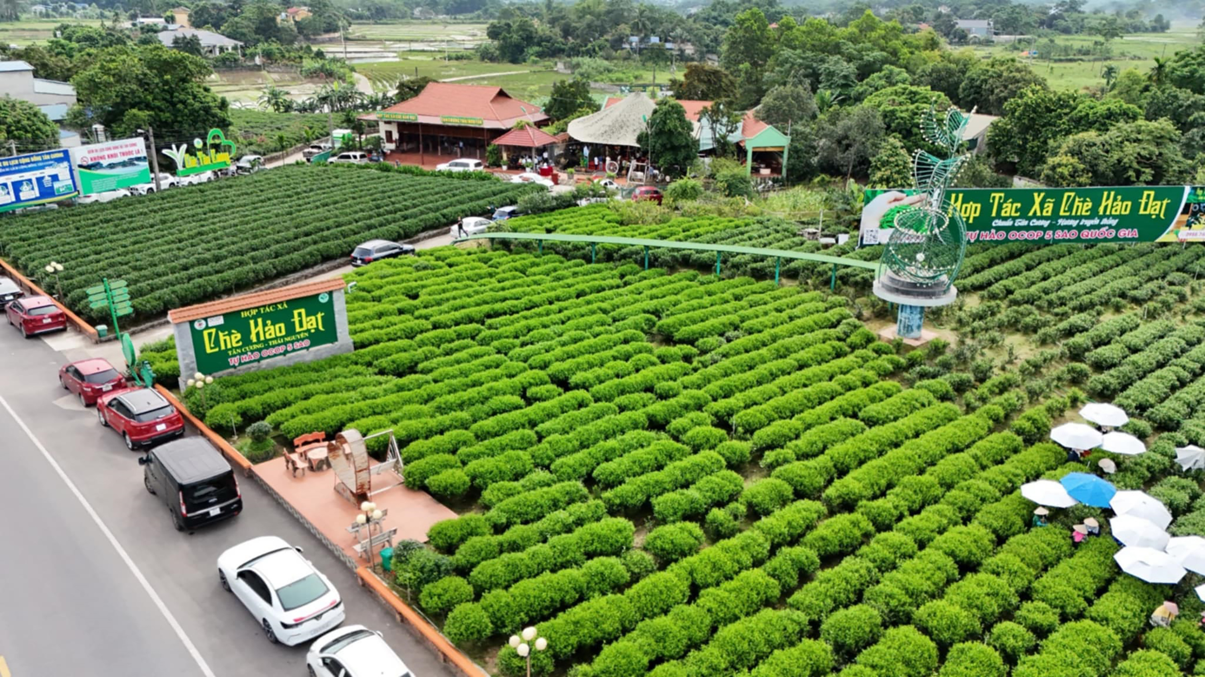 HTX Chè Hảo Đạt (xã Tân Cương, TP.Thái Nguyên) là một trong những đơn vị sản xuất, chế biến chè có tiếng tại địa phương.