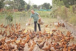 Phòng, chống dịch bệnh cho gia súc, gia cầm