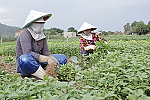 Giá rau xanh giảm mạnh, nông dân gặp khó