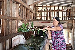 Khấm khá nhờ nguồn vốn Quỹ Hỗ trợ nông dân