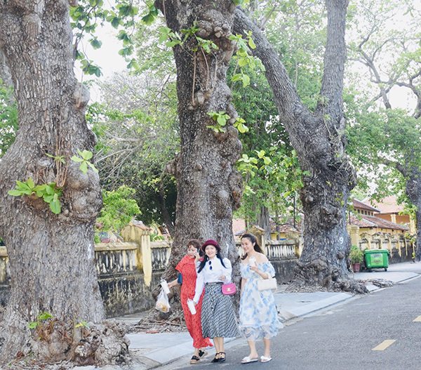 Những cây bàng cổ thụ-cây di sản sần sùi, tuổi đời hàng trăm năm là điểm nhấn của phố cổ Côn Sơn.