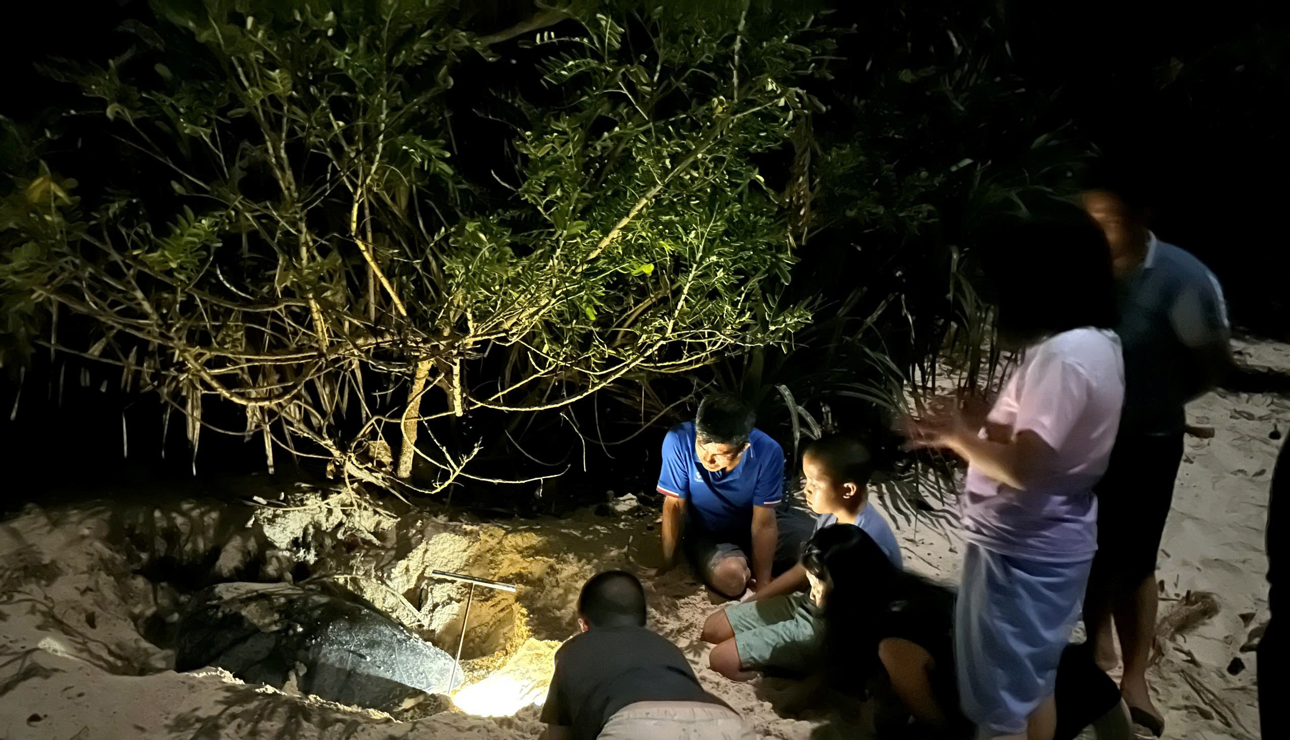 Rùa mẹ sẽ chọn một khu vực cát mịn gần các lùm cây rồi dùng hai chân trước của mình đào tổ, sau đó dùng hai chân sau đào một lỗ sâu chừng 50 - 60cm, rộng khoảng 20 cm và bắt đầu đẻ trứng. Trong ánh đèn pin sáng nhẹ, du khách sẽ được thấy từng quả trứng rùa tròn và trắng như bóng bàn rơi xuống lỗ. Sau khi lấp xong tổ trứng, rùa biển lại tiếp tục dùng chân trước lấp xung quanh ổ với chiều dài 5 - 6 m để xóa dấu vết và ngụy trang cho tổ trứng của mình.