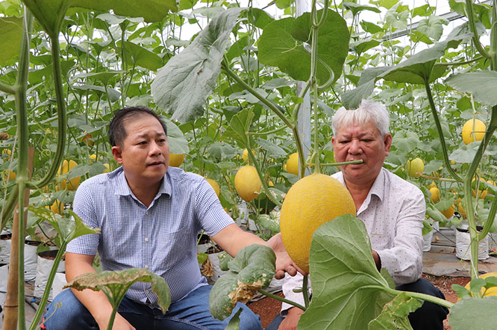 hình trồng dưa lưới của HTX An Farm.