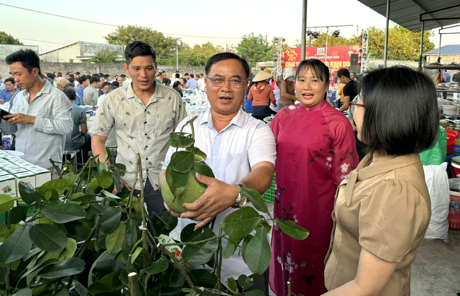 Trái bưởi xuất khẩu trưng bày tại Phòng kinh doanh HTX Bưởi da xanh Sông Xoài. 