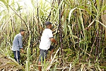 Giá xuống thấp, người trồng mía, khoai mì lo mất trắng