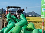 Giá lúa giảm, nông dân thất thu vụ Đông Xuân
