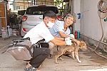 Tăng cường quản lý và tiêm vắc xin phòng dại cho chó, mèo