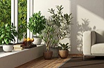 Những loại cây nội thất nào phù hợp đặt trong phòng khách?