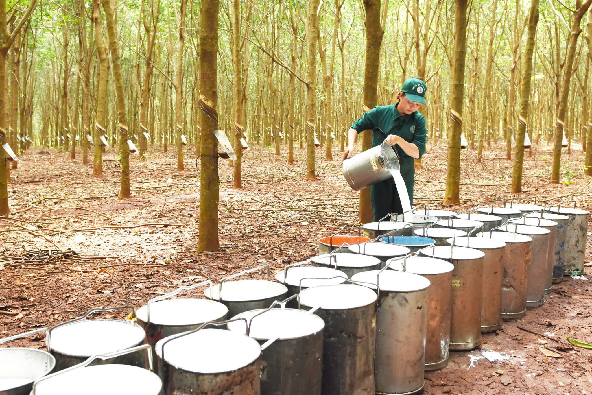 Cao su một trong những mặt hàng xuất khảu vào thị trường Mỹ