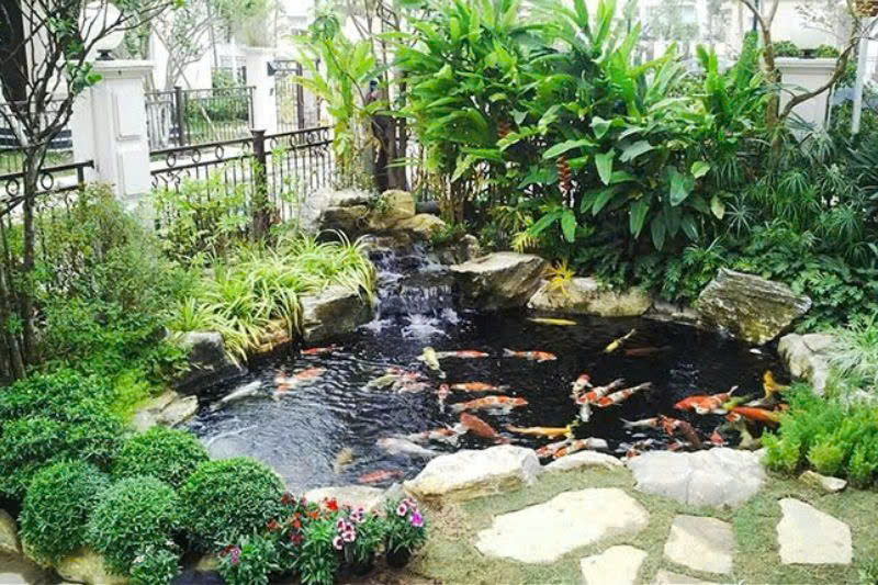 Hồ cá Koi