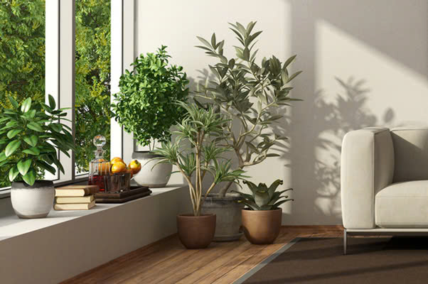 Tiêu chí lựa chọn cây nội thất phù hợp phòng khách
