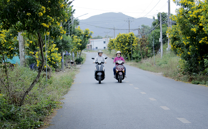 Đường giao thông nông thôn tại TT.Phước Hải, huyện Long Đất được nhựa hóa và trồng hoa hoàng yến hai bên đường.