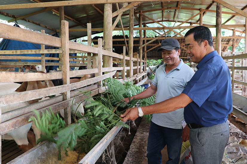 Ông Nguyễn Văn Thắng (bên phải), đến thăm mô hình nuôi dê của hội viên Trần Thế Vinh, thôn Quảng Giao, Xã Xuân Sơn.