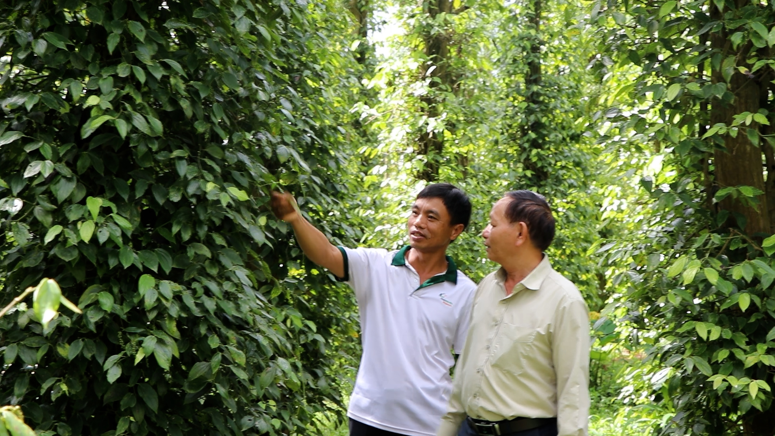 Nông dân xã Quảng Thành (huyện Châu Đức) chuyển sang chăm sóc hồ tiêu theo hướng hữu cơ để gia tăng giá trị nông sản.
