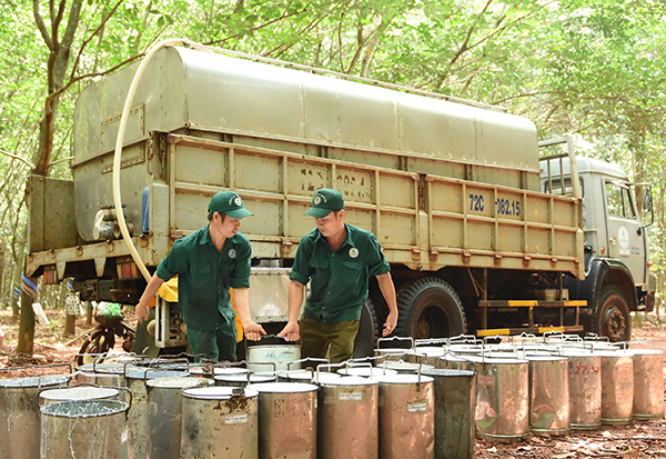 Công nhân Công ty CP Cao su Bà Rịa gom mủ đưa về nhà máy chế biến.