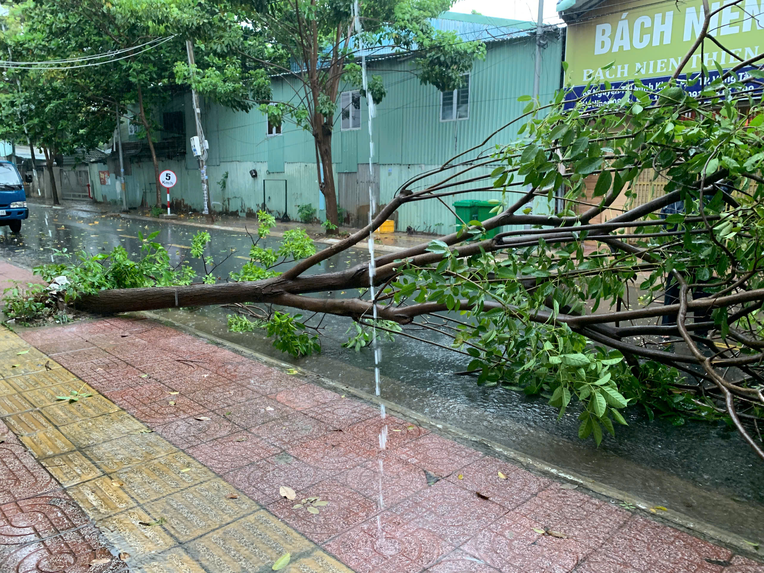 Cùng thời điểm này, một cây kèn hồng trên đường Nguyễn Thị Minh Khai cũng bật gốc, gãy đổ