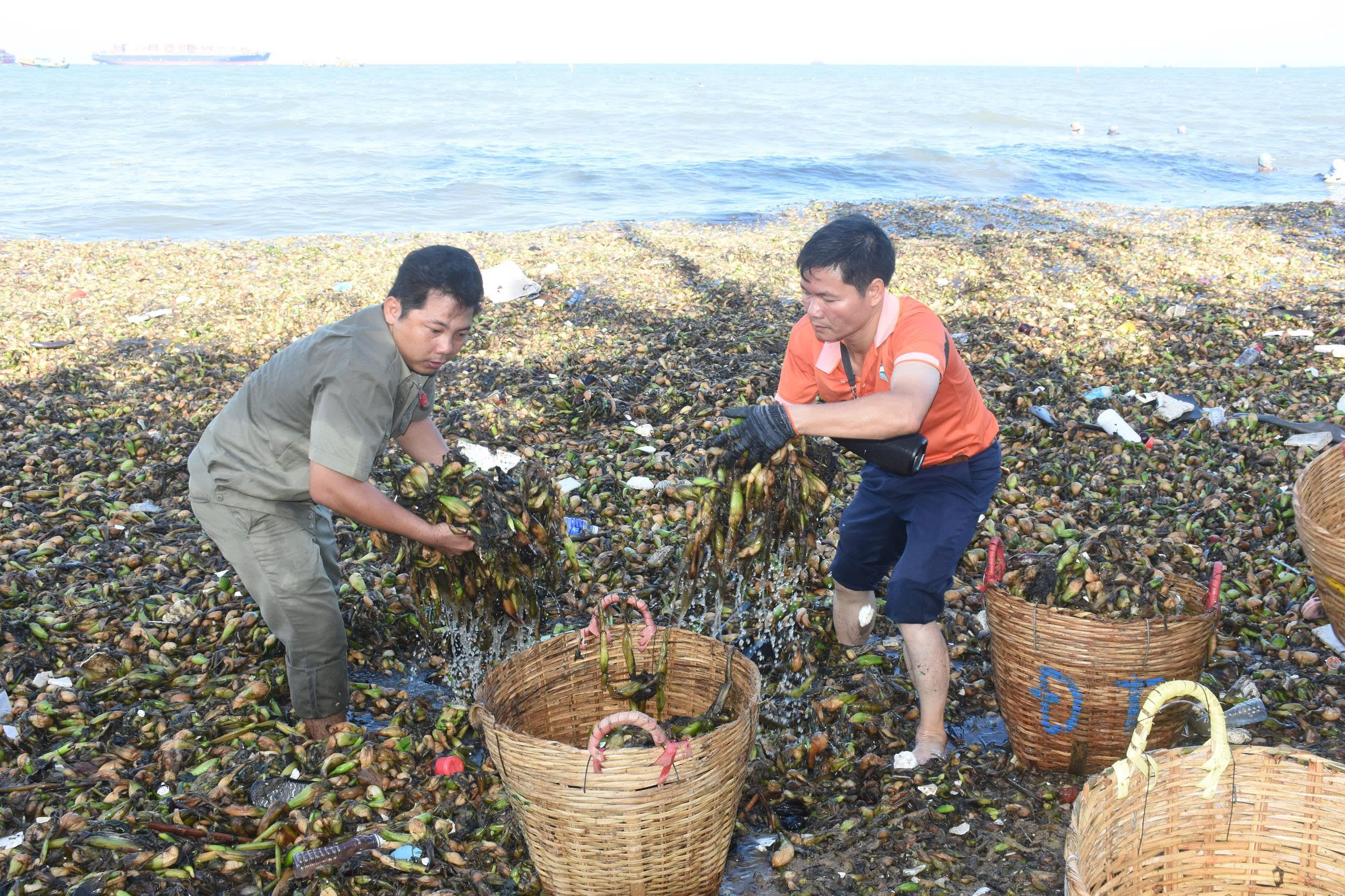 Người dân Vũng Tàu chung tay thu dọn rác.