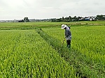 Sản xuất nông nghiệp bị ảnh hưởng do mưa liên tục