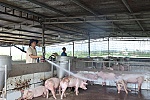 Phát hiện các ổ dịch tả heo châu Phi ở xã Hòa Hội và Nghĩa Thành